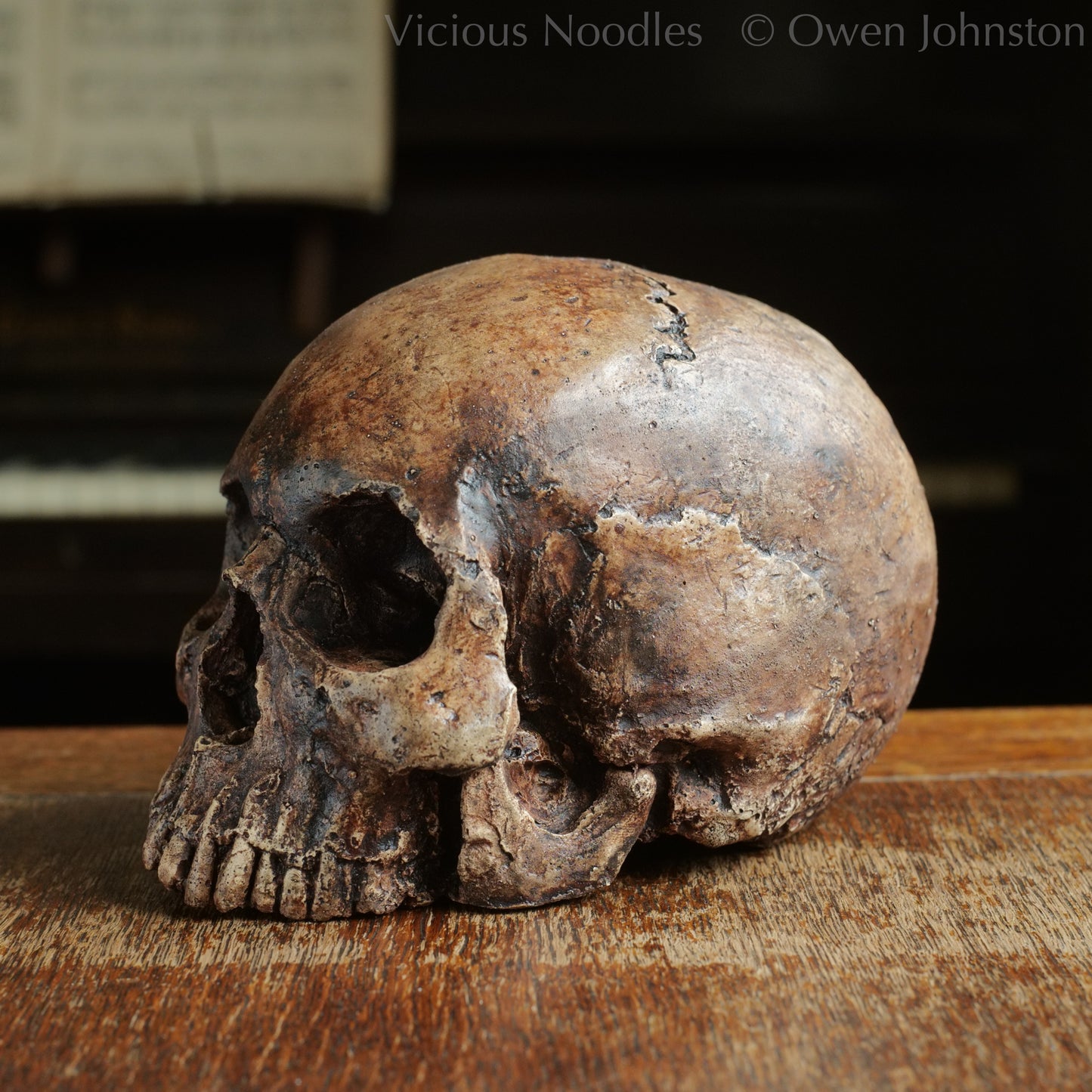 Human skull replica without jaw, life size, resembles an ancient fossil. Shades of reddish brown and dark brown in colour, finished with lacquer.
