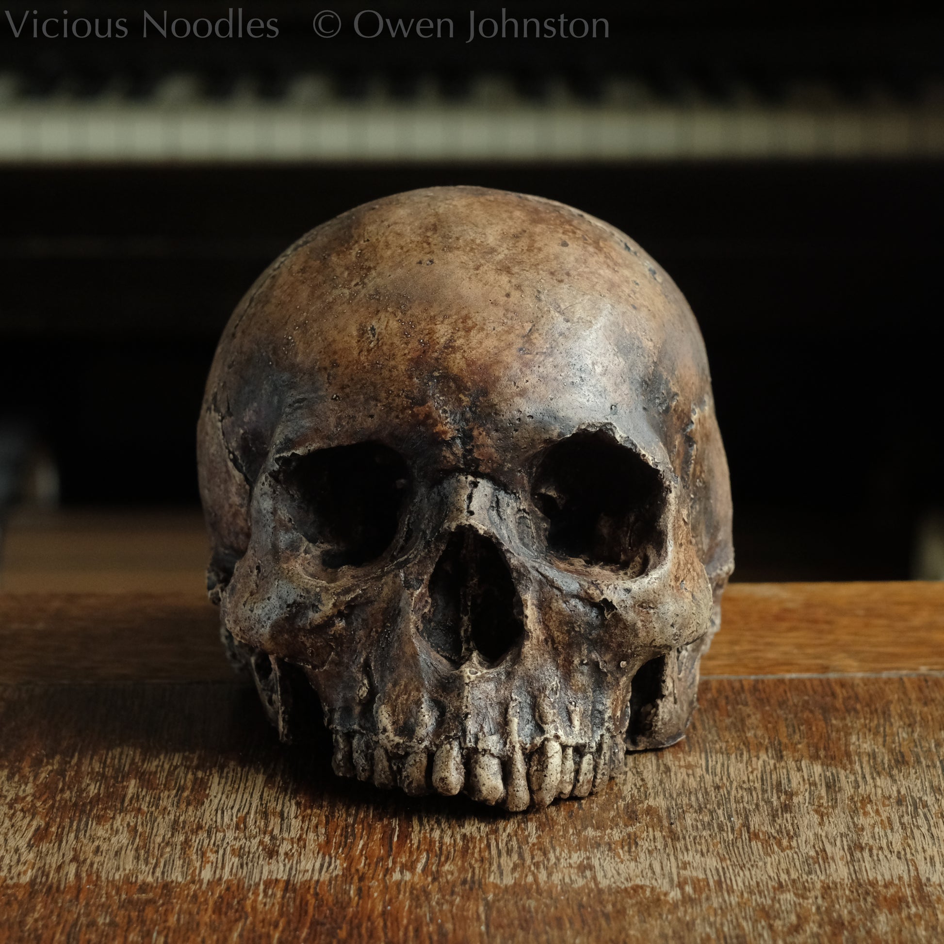 Human skull replica without jaw, life size, resembles an ancient fossil. Shades of reddish brown and dark brown in colour, finished with lacquer.
