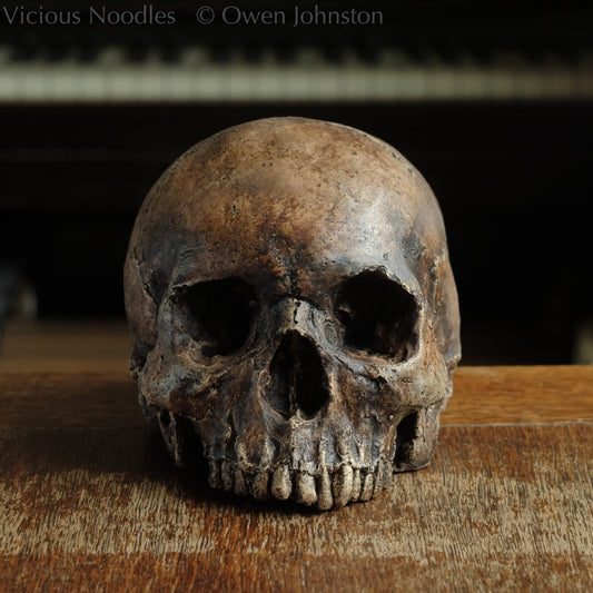 Human skull replica without jaw, life size, resembles an ancient fossil. Shades of reddish brown and dark brown in colour, finished with lacquer.
