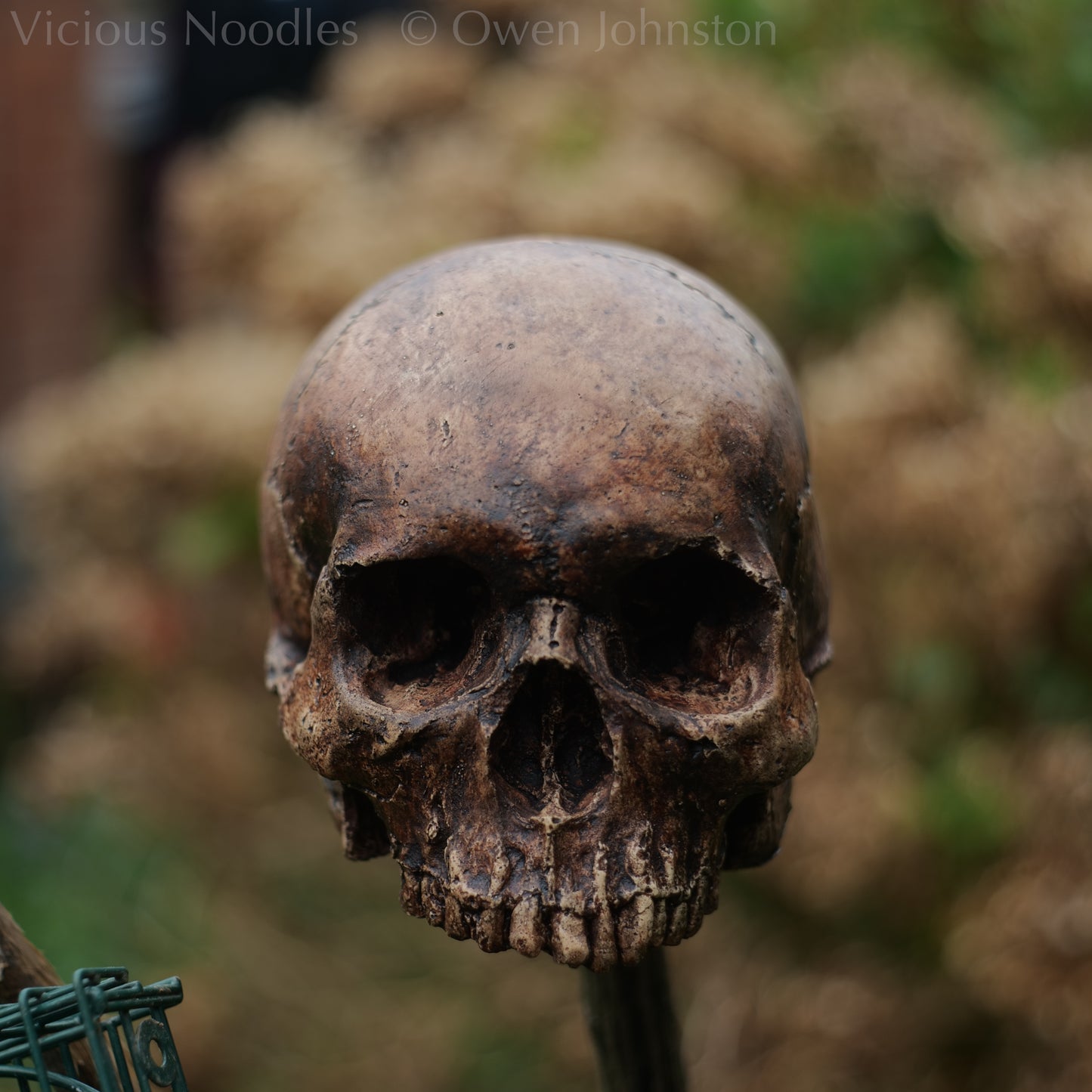 Human skull replica without jaw, life size, resembles an ancient fossil. Shades of reddish brown and dark brown in colour, finished with lacquer.
