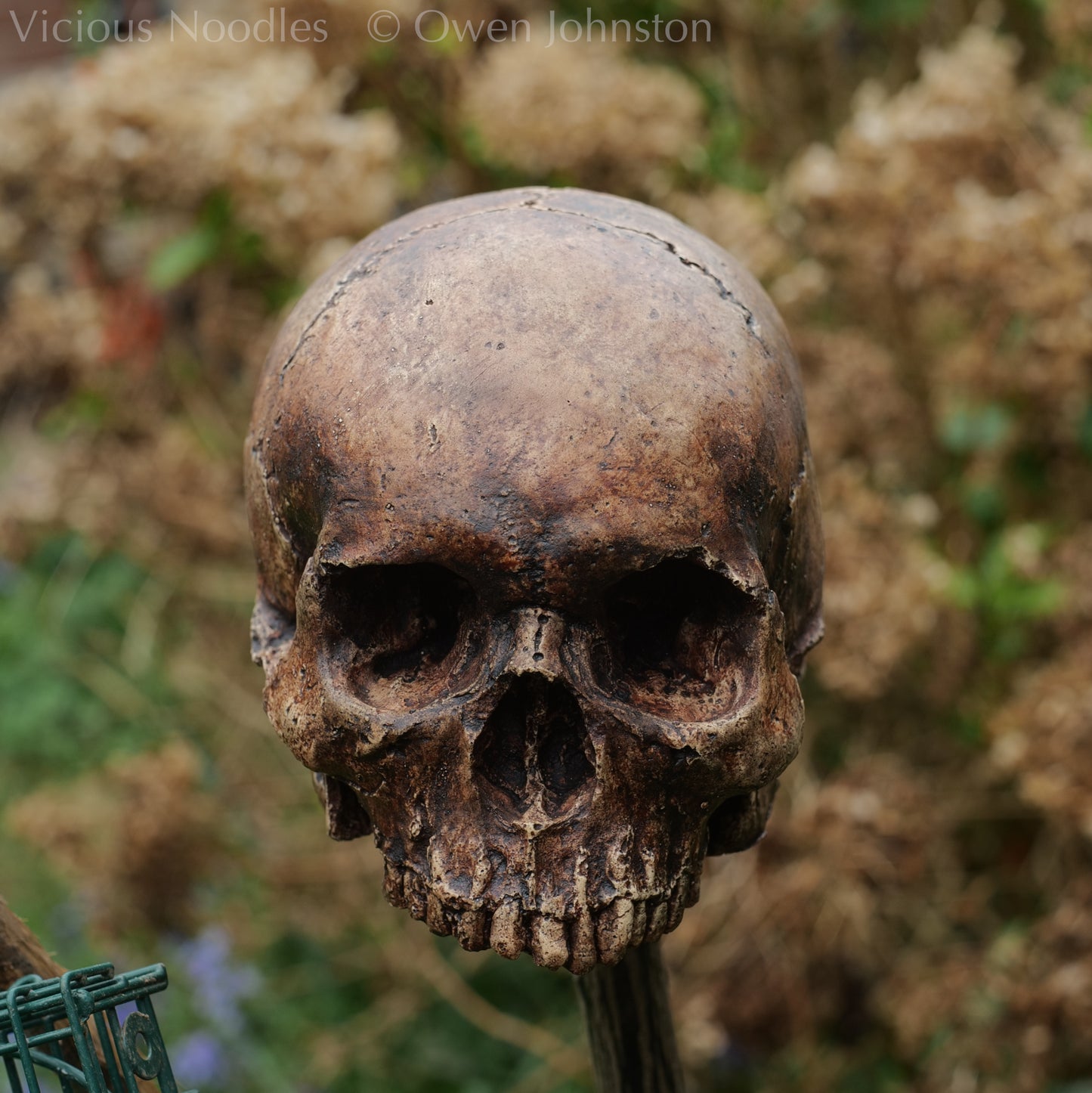 Human skull replica without jaw, life size, resembles an ancient fossil. Shades of reddish brown and dark brown in colour, finished with lacquer.
