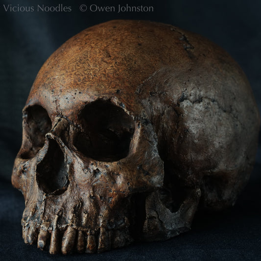 Human skull replica, fossil finish, dark reddish brown