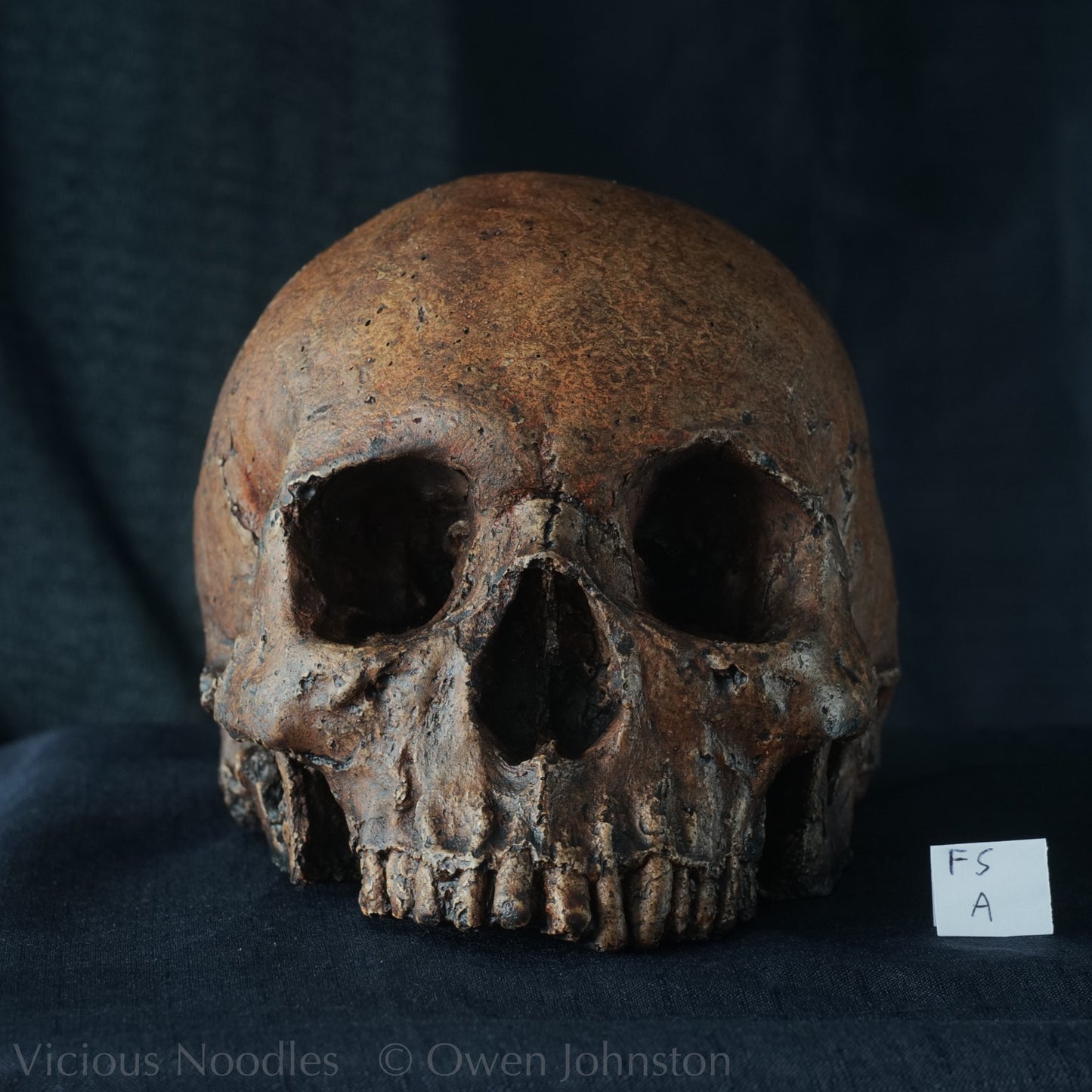 Human skull replica, fossil finish, dark reddish brown