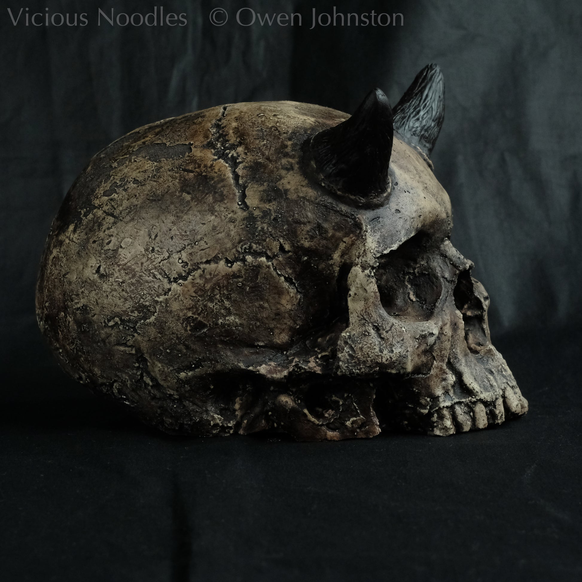 Human skull replica with short horns, life size, without lower jaw. Very weathered fossilised appearance with dark brown and black weathering over a warm ivory bone colour. The surface is damaged and distressed.