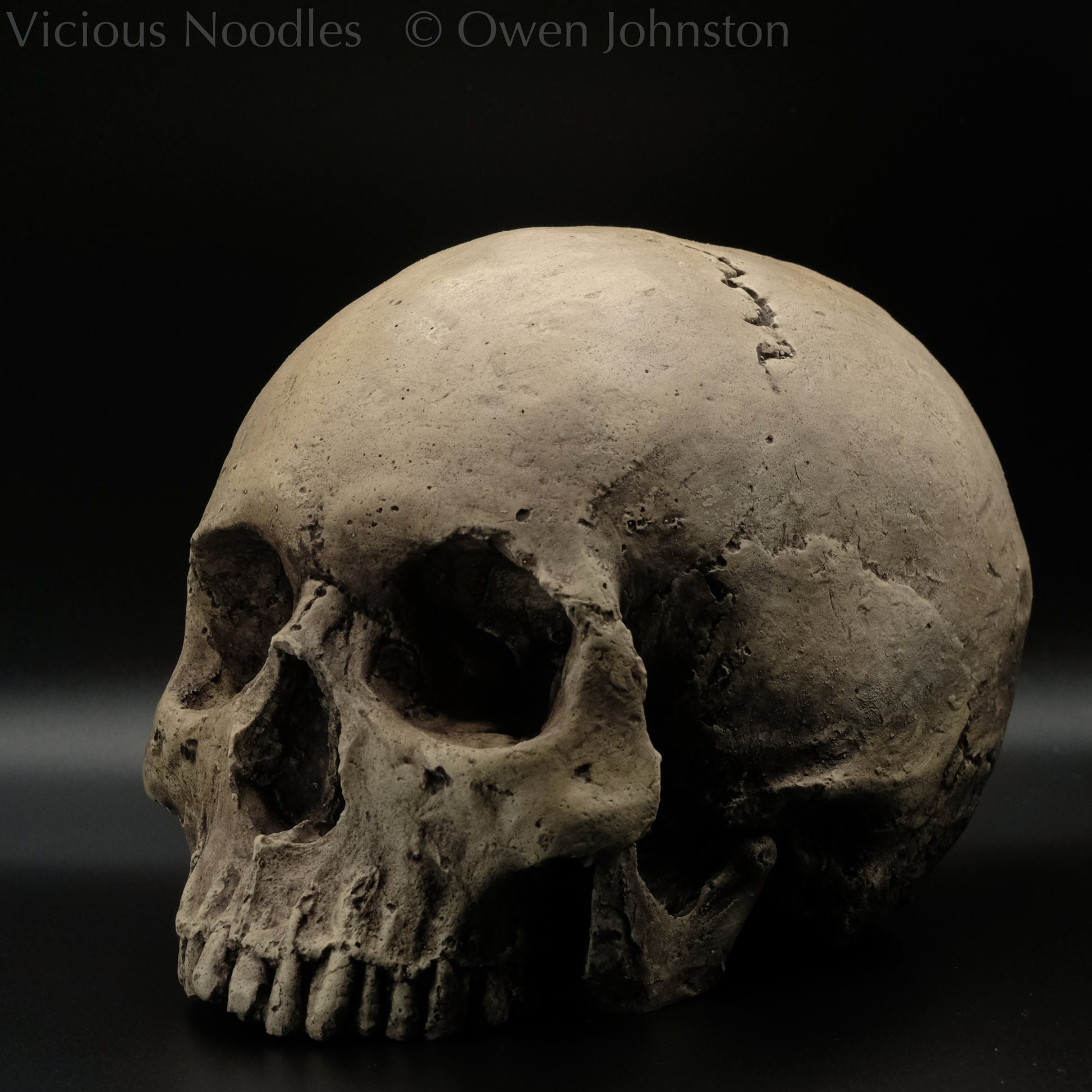 Human skull replica without jaw, life size, warm ivory bone colour with dark weathering, finished with lacquer.