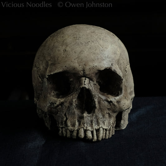 Human skull replica without jaw, life size, warm ivory bone colour with dark weathering, finished with lacquer.
