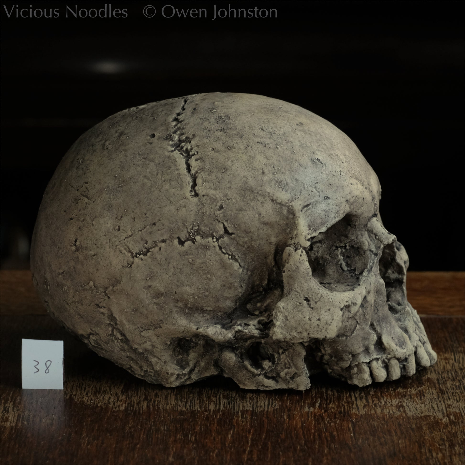 Human skull replica without jaw, life size, warm ivory bone colour with dark weathering, finished with lacquer.
