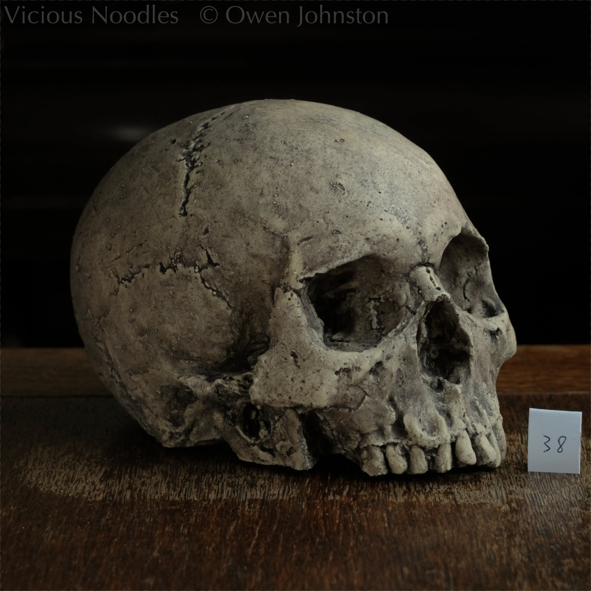 Human skull replica without jaw, life size, warm ivory bone colour with dark weathering, finished with lacquer.
