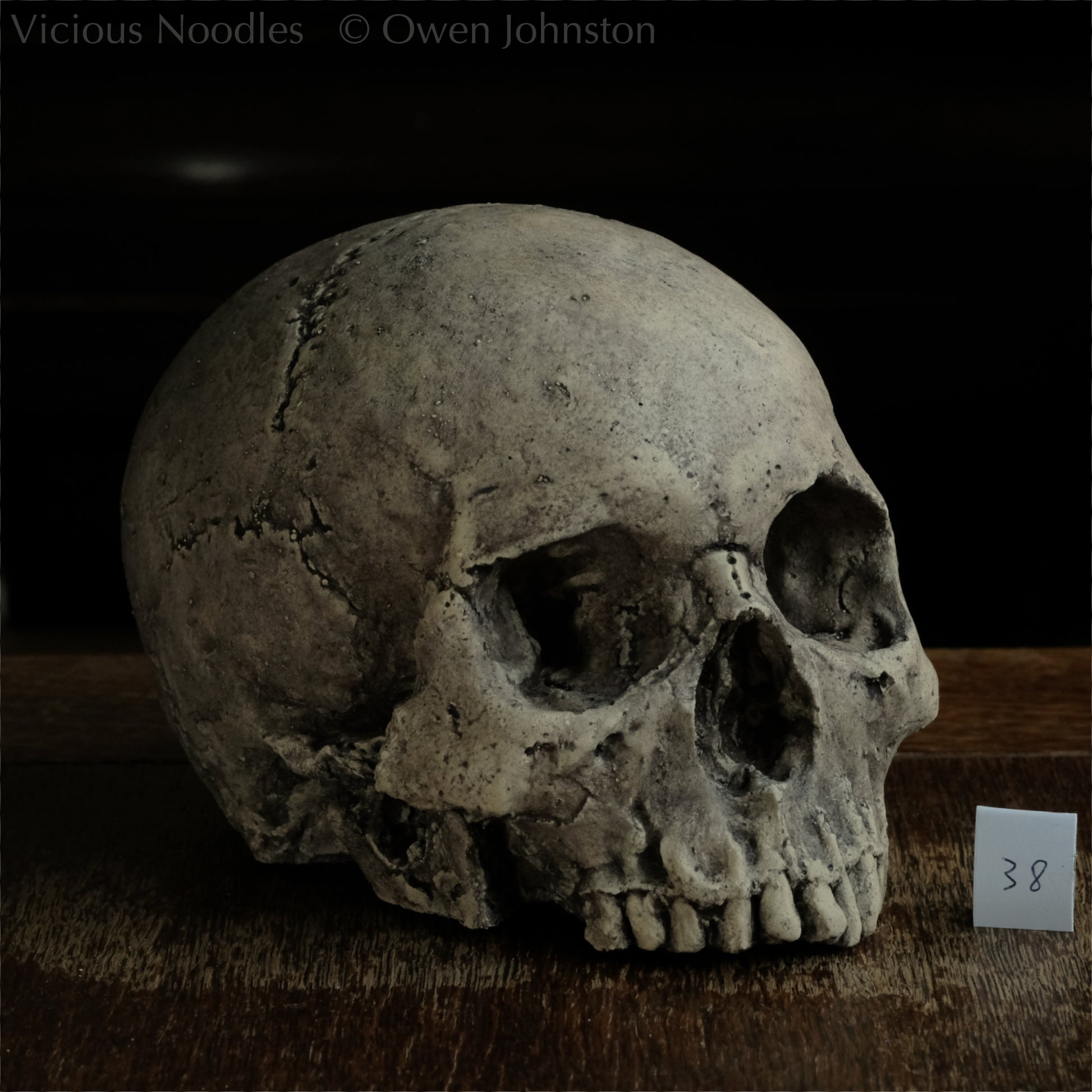Human skull replica without jaw, life size, warm ivory bone colour with dark weathering, finished with lacquer.