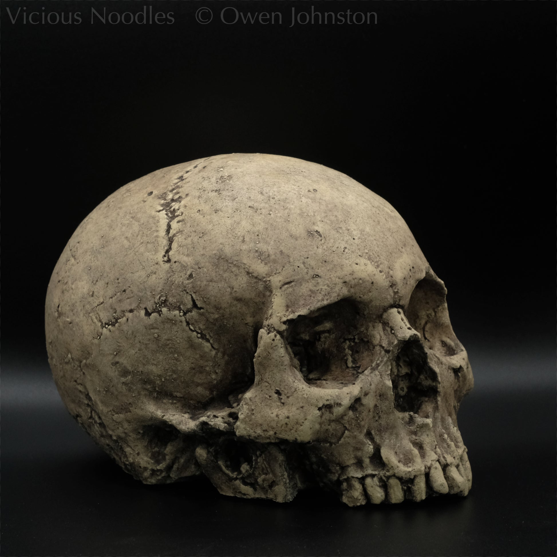 Human skull replica without jaw, life size, warm ivory bone colour with dark weathering, finished with lacquer.