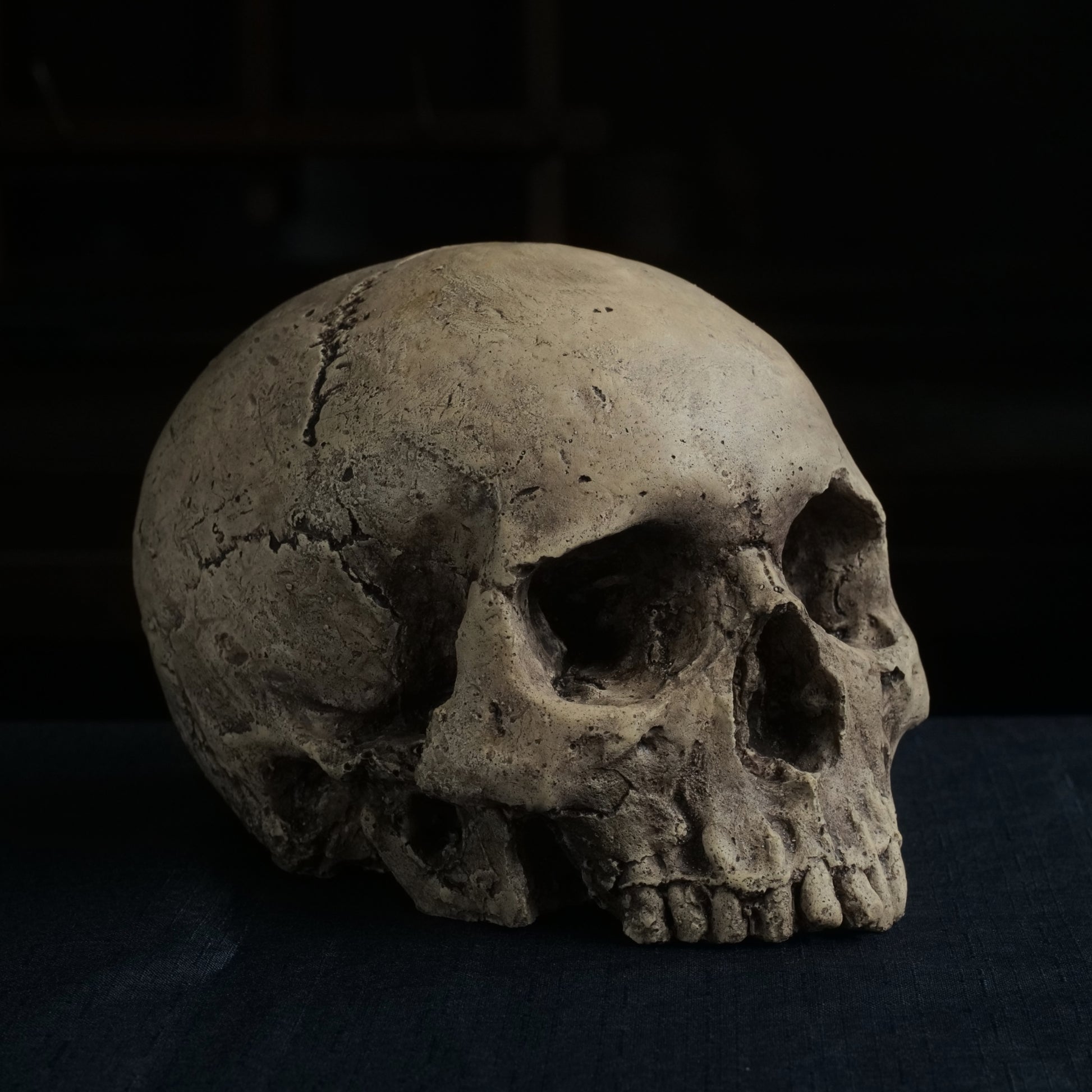 Human skull replica without jaw, life size, warm ivory bone colour with dark weathering, finished with lacquer.