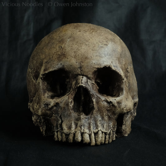 Human skull replica without jaw, life size, warm ivory bone colour with dark weathering, finished with lacquer.