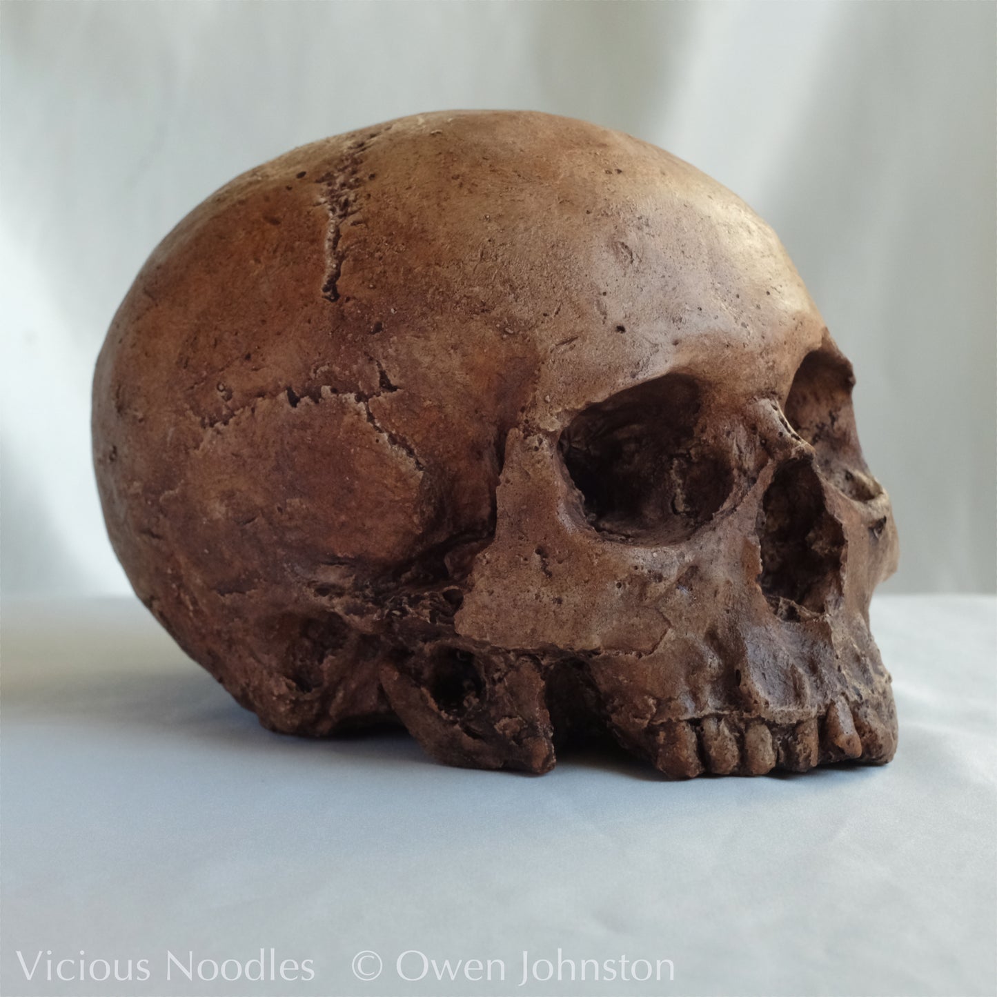 Human skull replica, fossil finish, reddish brown