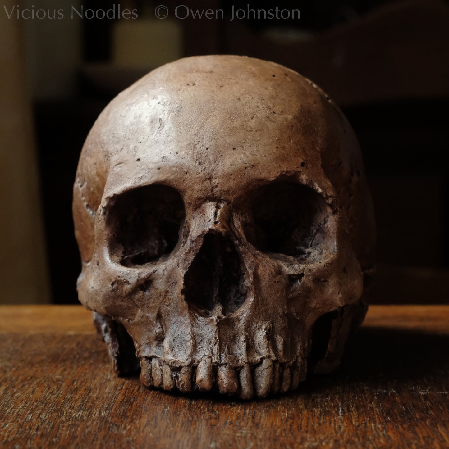 Human skull replica, fossil finish, reddish brown