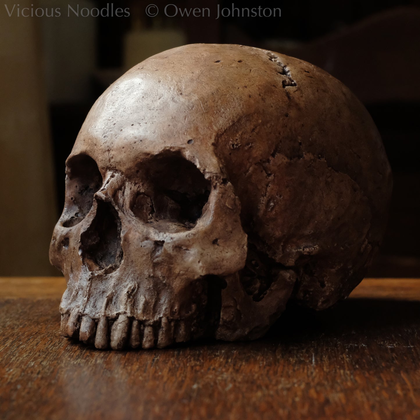 Human skull replica, fossil finish, reddish brown