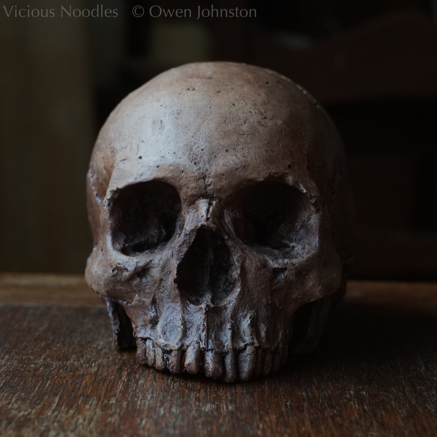 Human skull replica, fossil finish, reddish brown