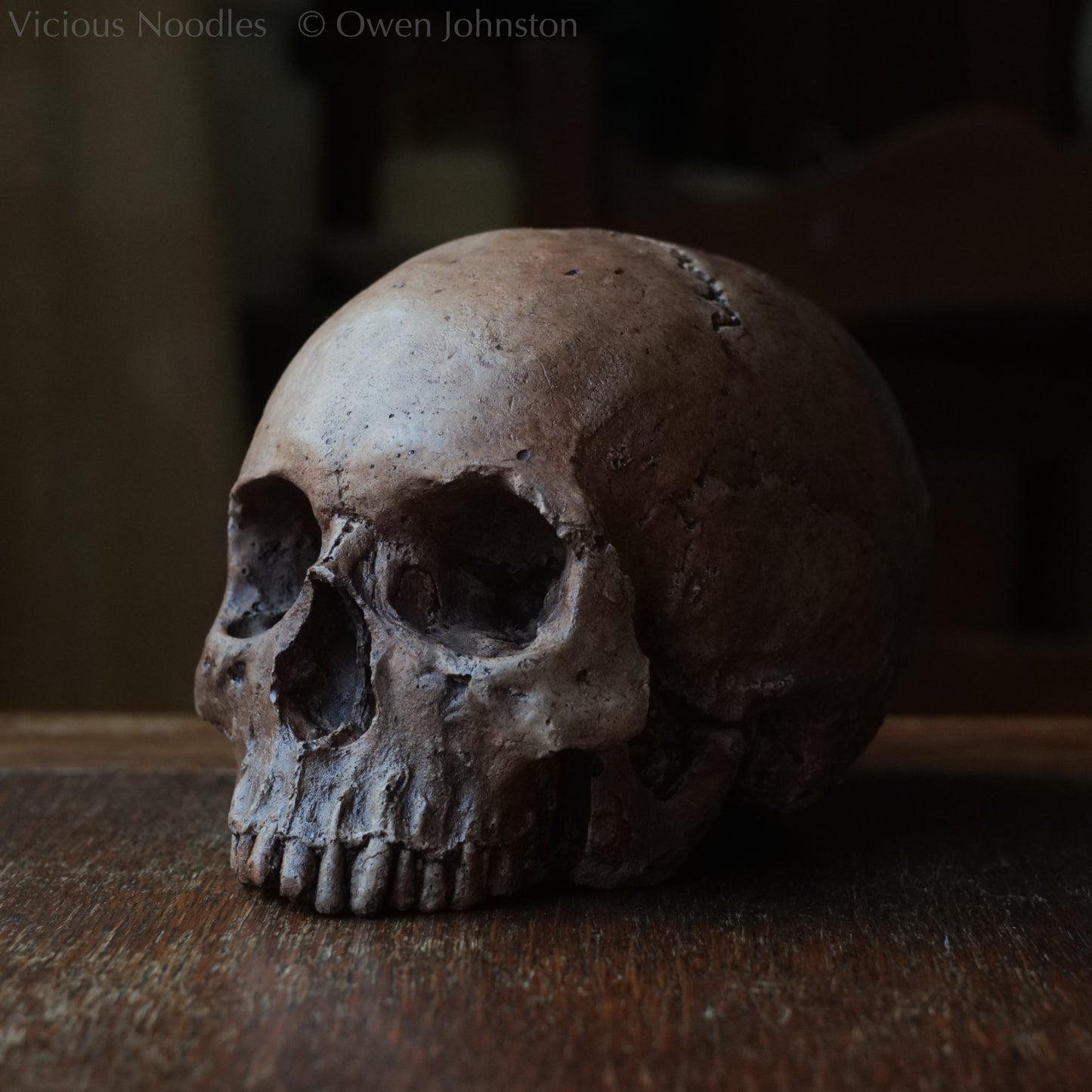 Human skull replica, fossil finish, reddish brown