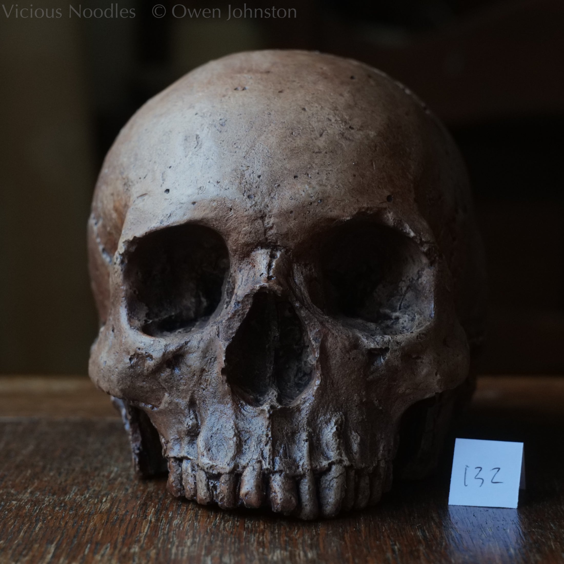 Human skull replica, fossil finish, reddish brown – Vicious Noodles