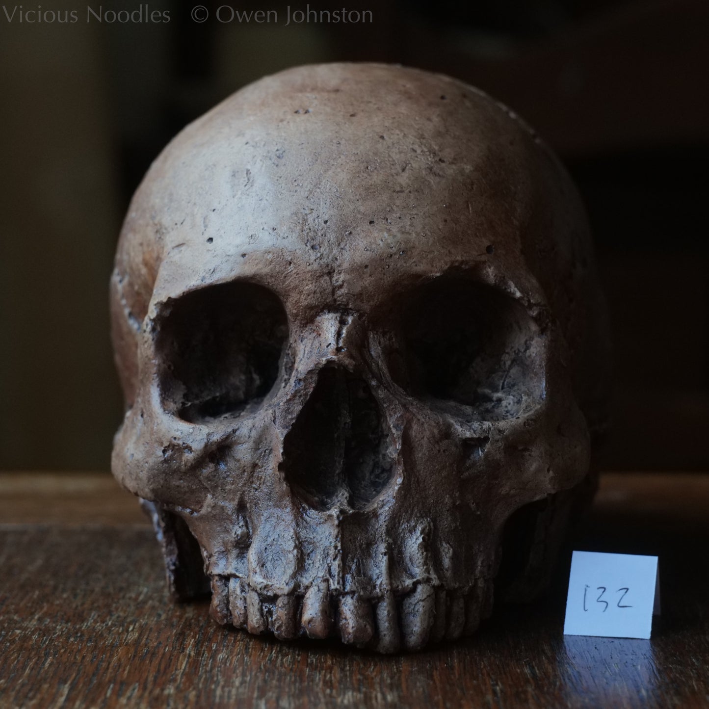 Human skull replica, fossil finish, reddish brown