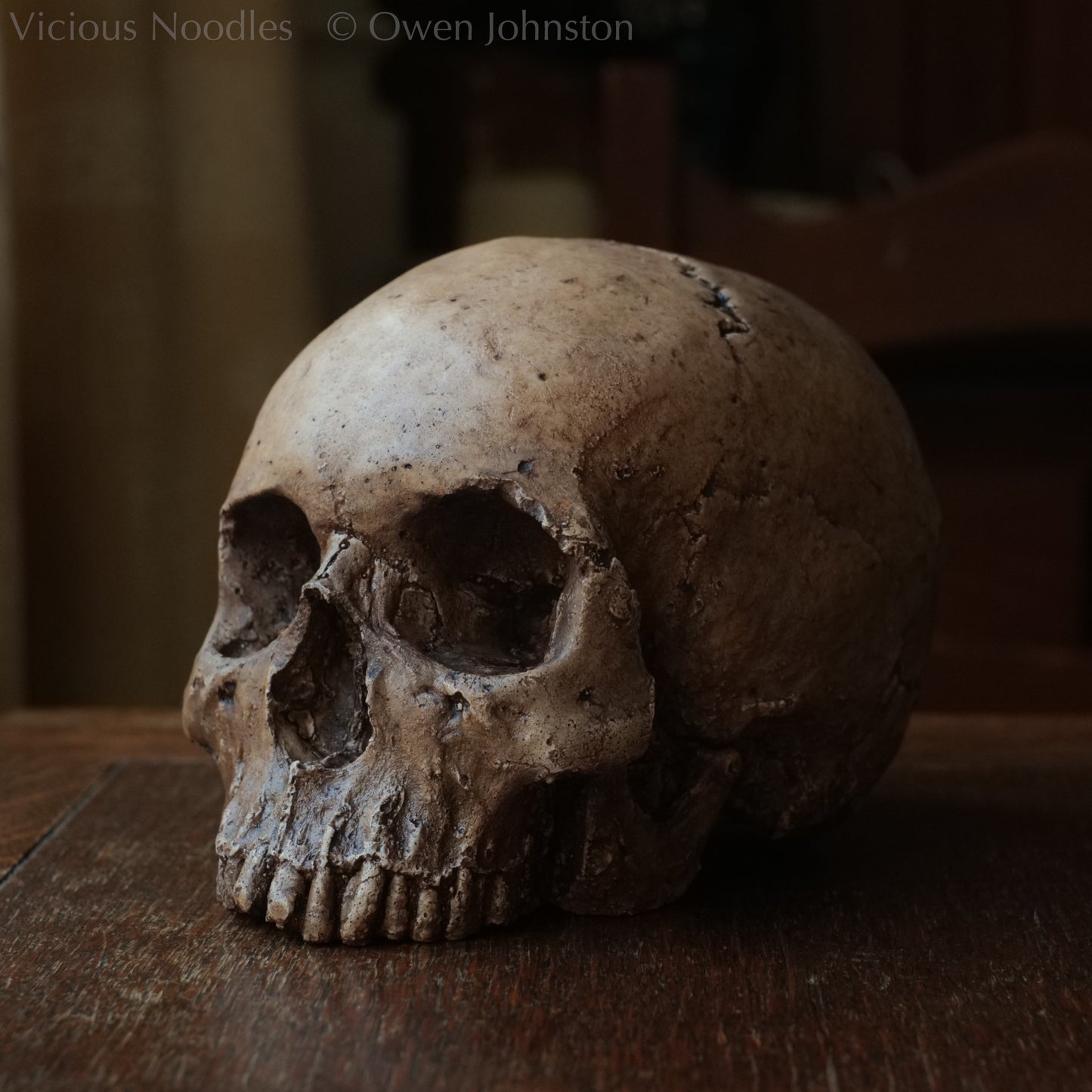 Human skull replica, fossil finish, reddish brown