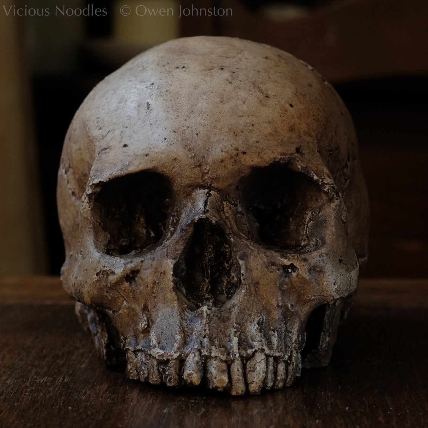 Human skull replica, fossil finish, reddish brown