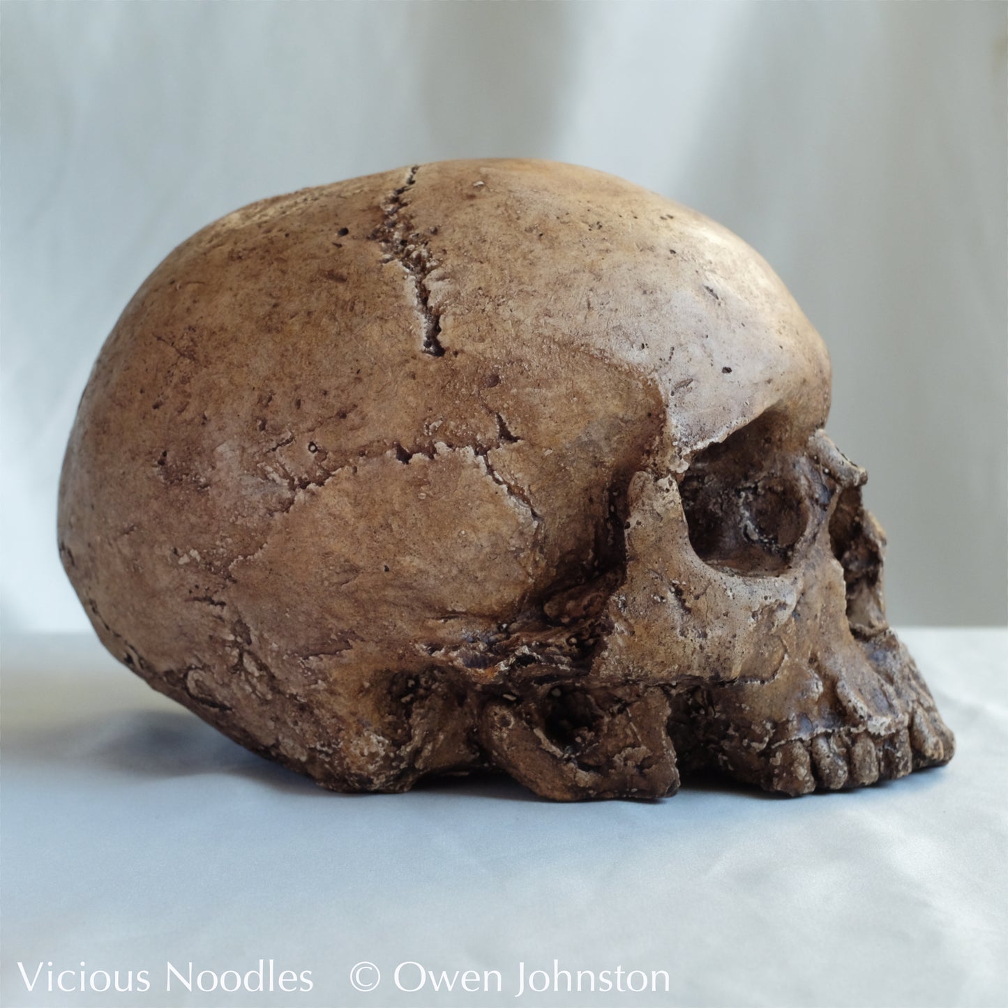 Human skull replica, fossil finish, reddish brown