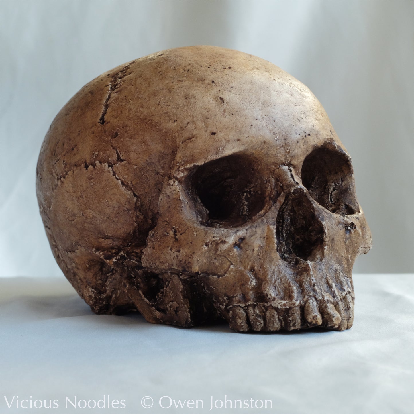 Human skull replica, fossil finish, reddish brown
