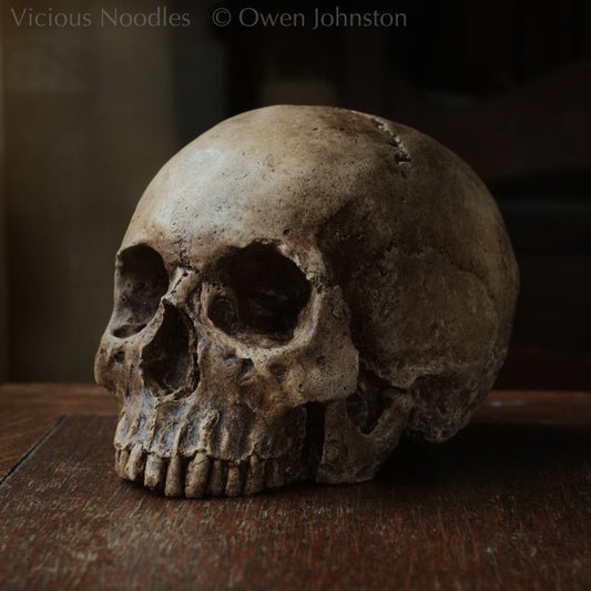 Human skull replica, fossil finish, dark brown