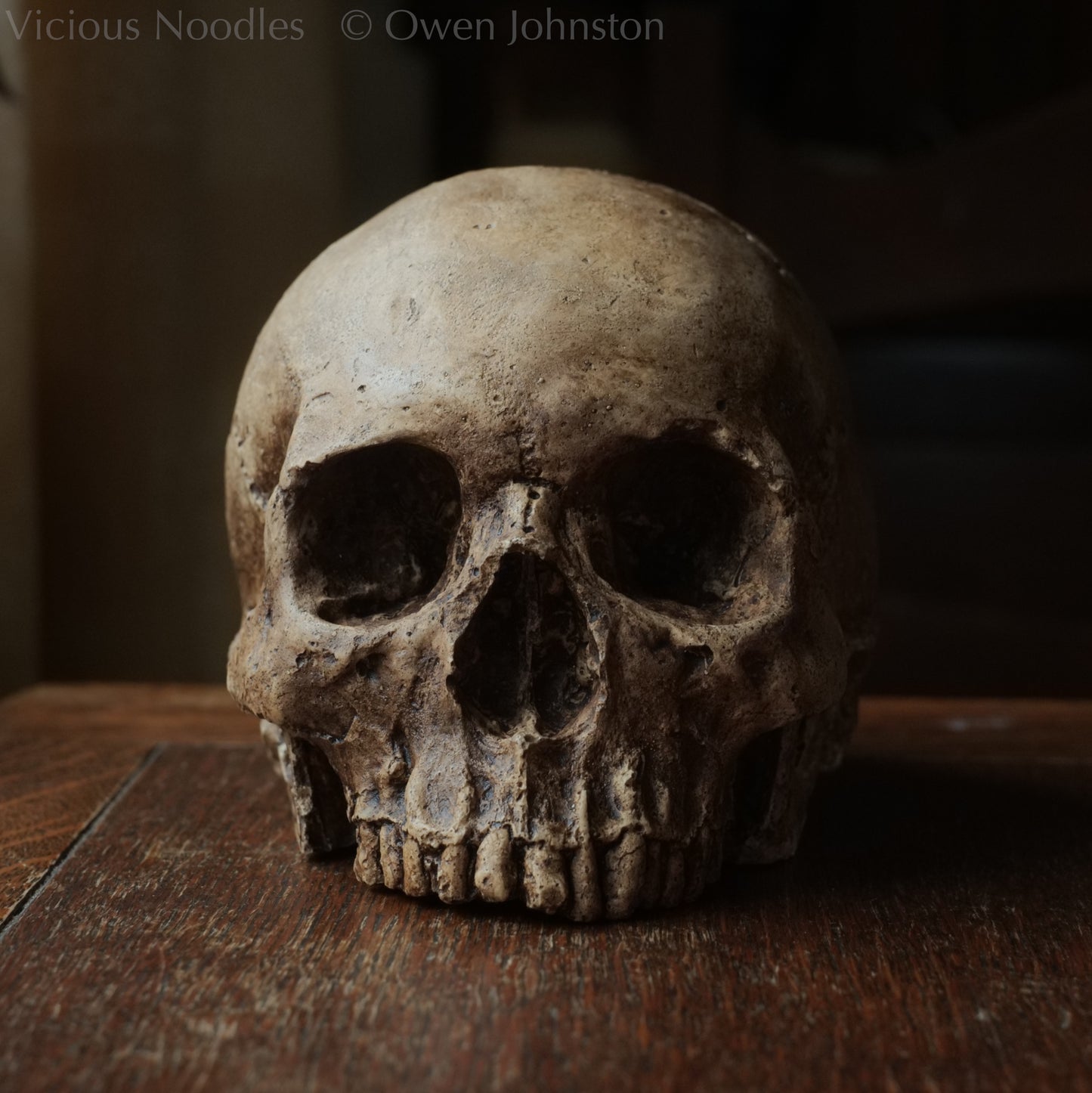 Human skull replica, fossil finish, dark brown