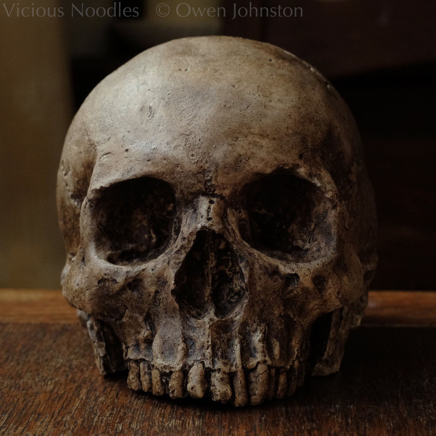 Human skull replica, fossil finish, dark brown