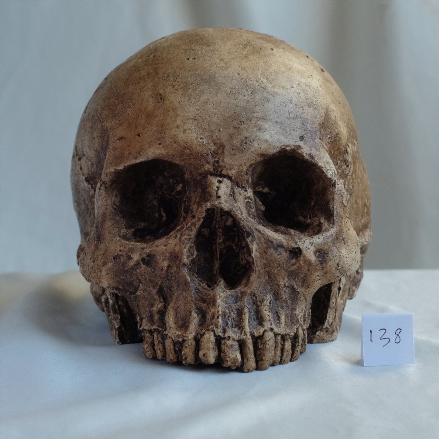 Human skull replica, fossil finish, dark brown