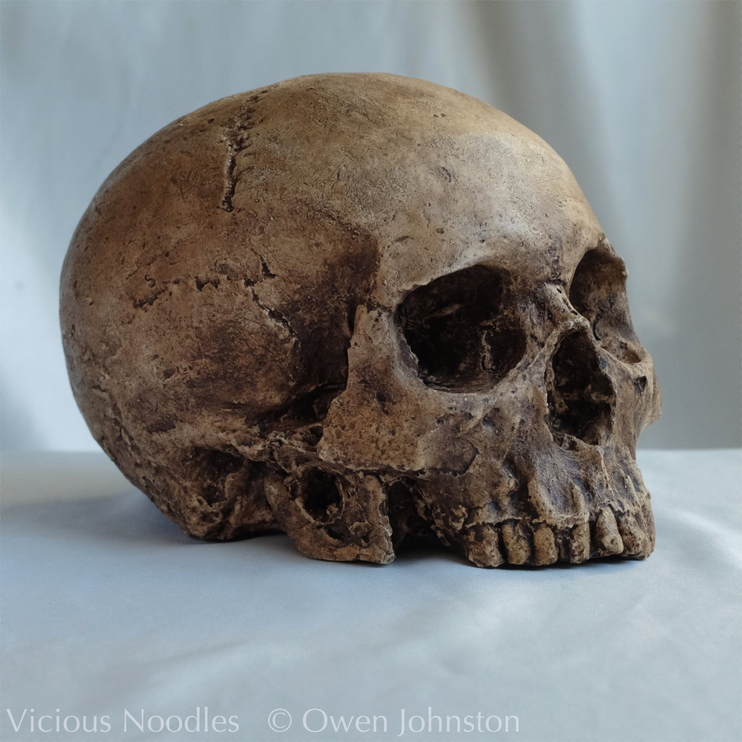 Human skull replica, fossil finish, dark brown