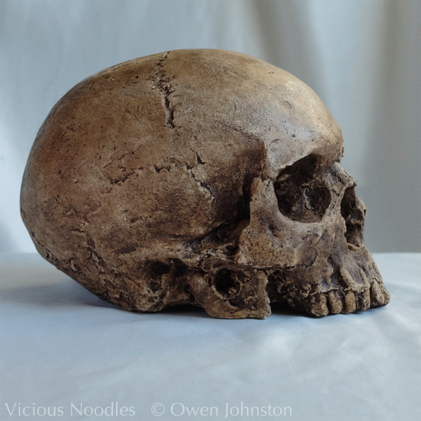 Human skull replica, fossil finish, dark brown