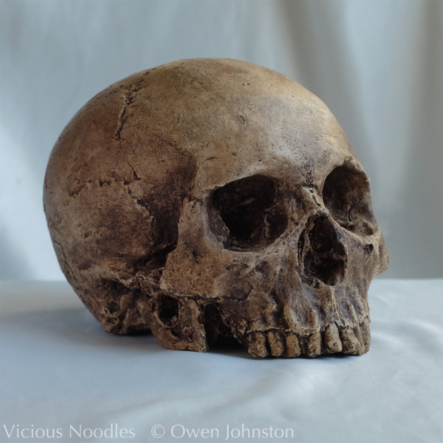 Human skull replica, fossil finish, dark brown