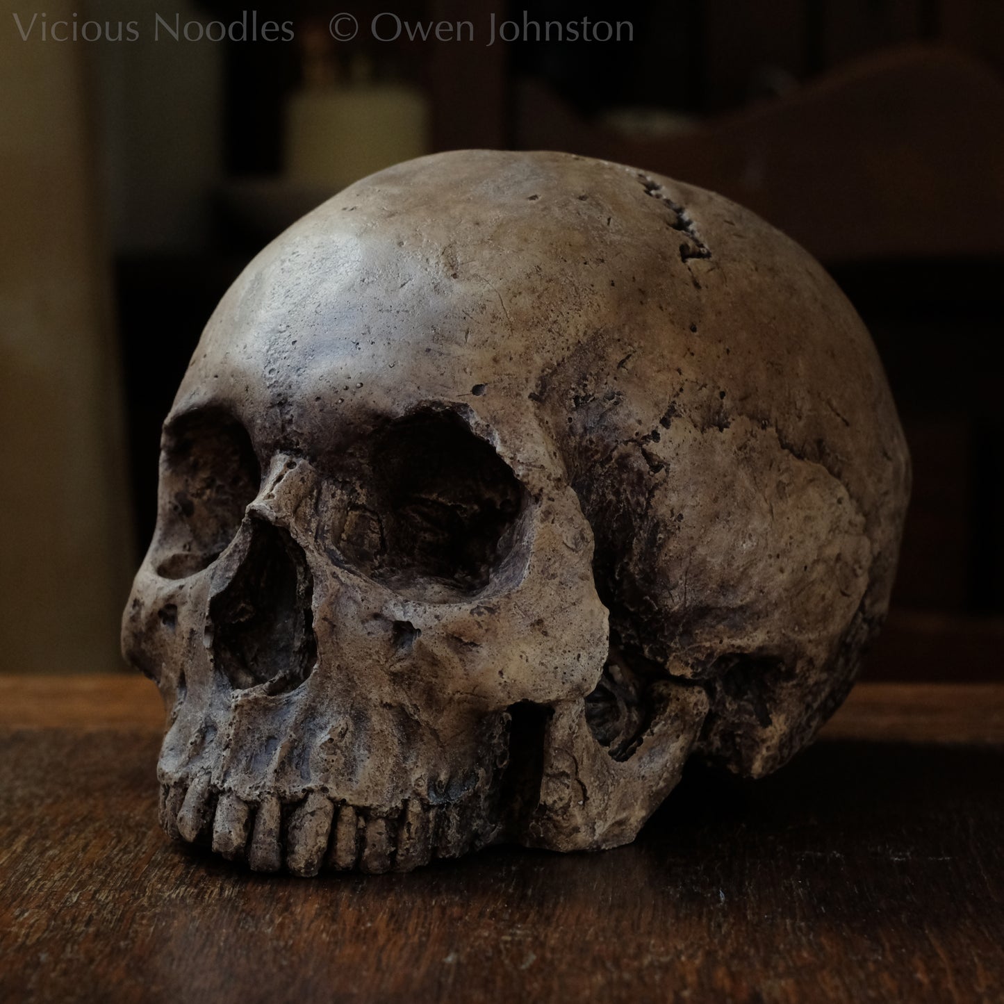 Human skull replica, fossil finish, reddish brown
