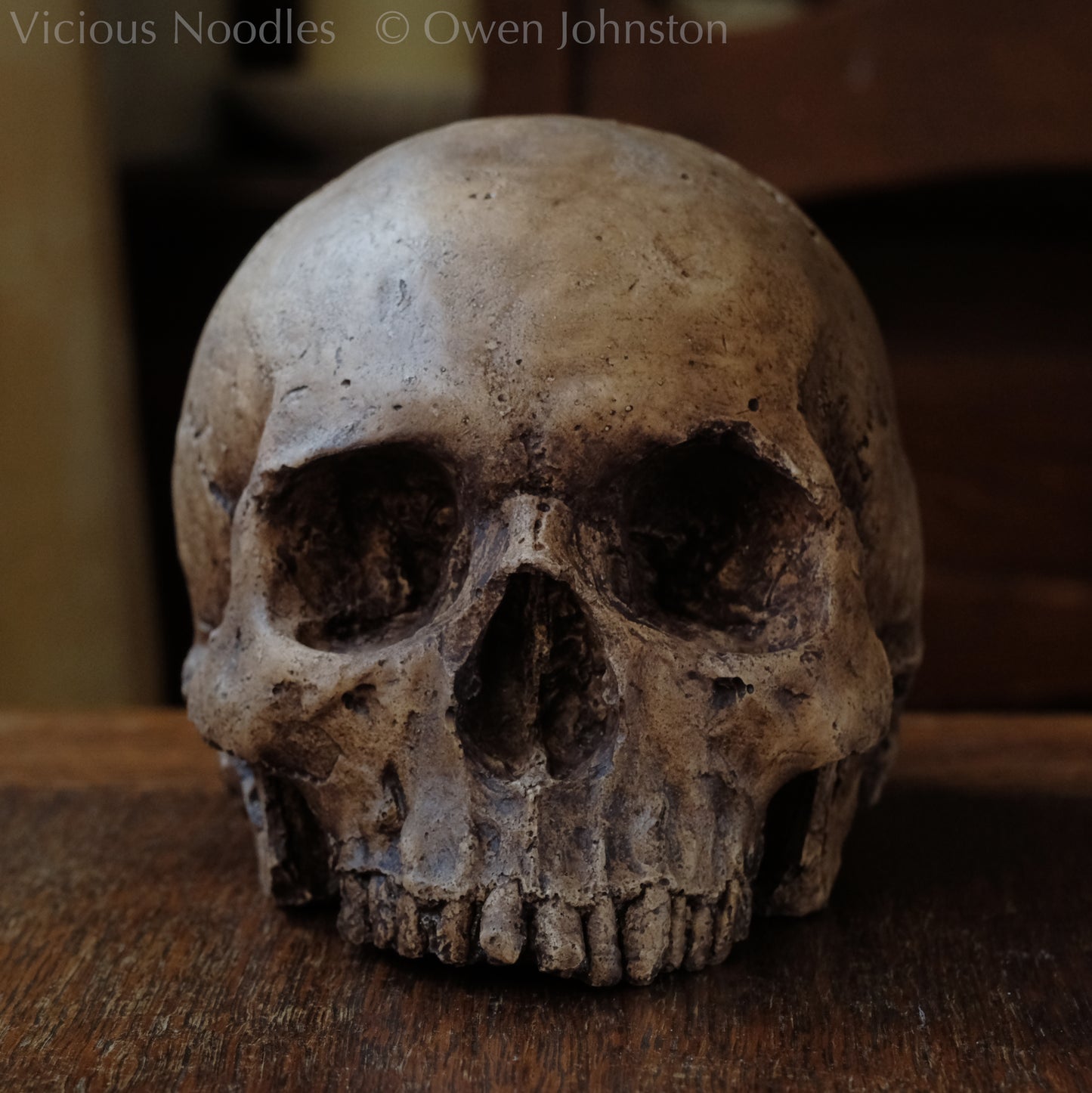 Human skull replica, fossil finish, reddish brown