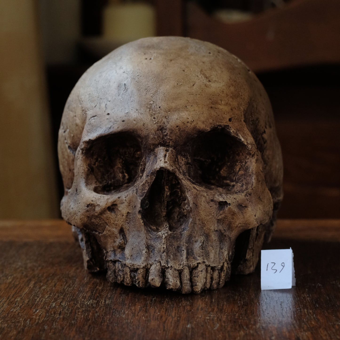 Human skull replica, fossil finish, reddish brown