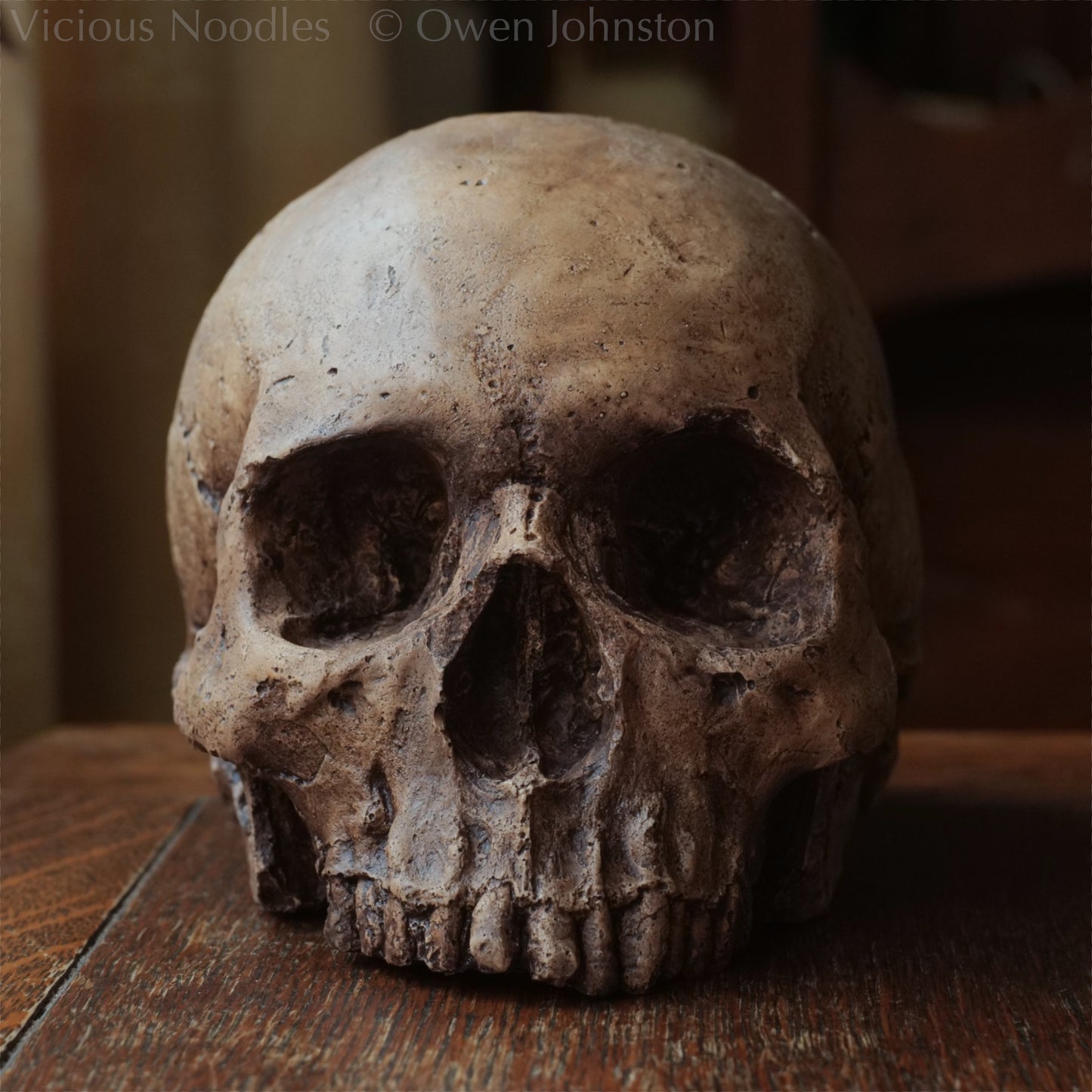 Human skull replica, fossil finish, reddish brown