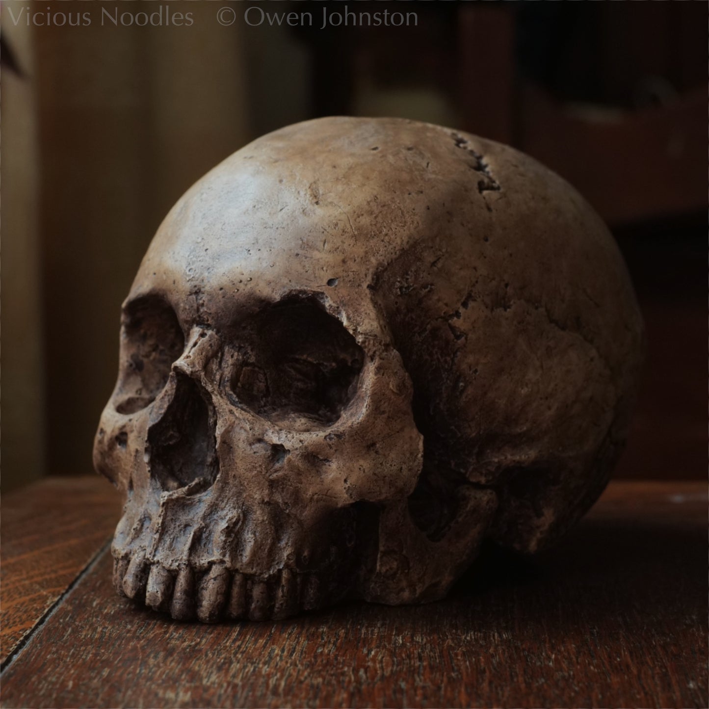 Human skull replica, fossil finish, reddish brown