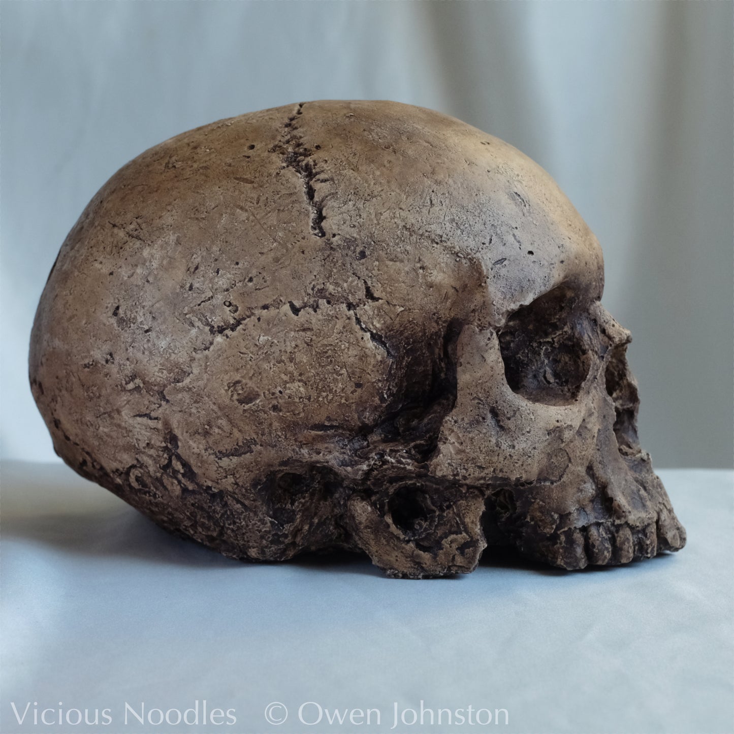 Human skull replica, fossil finish, reddish brown
