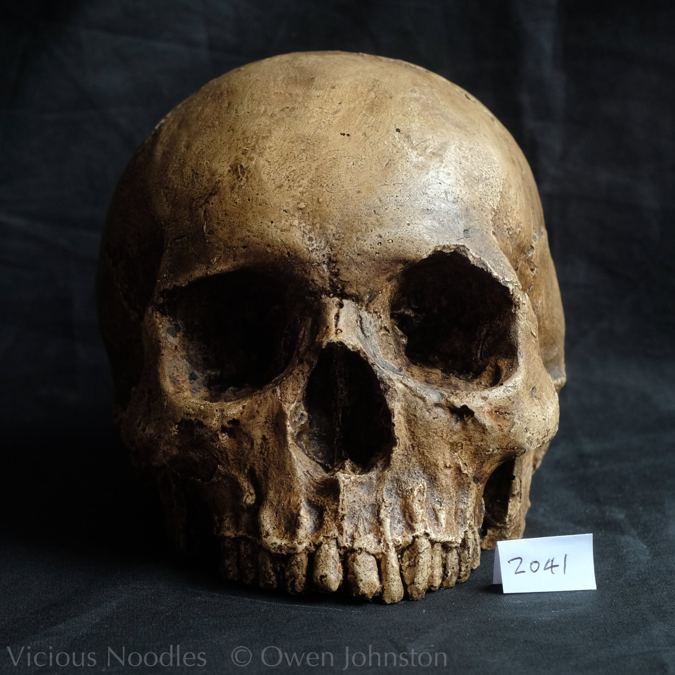 Human skull replica, fossil finish, dark brown – Vicious Noodles