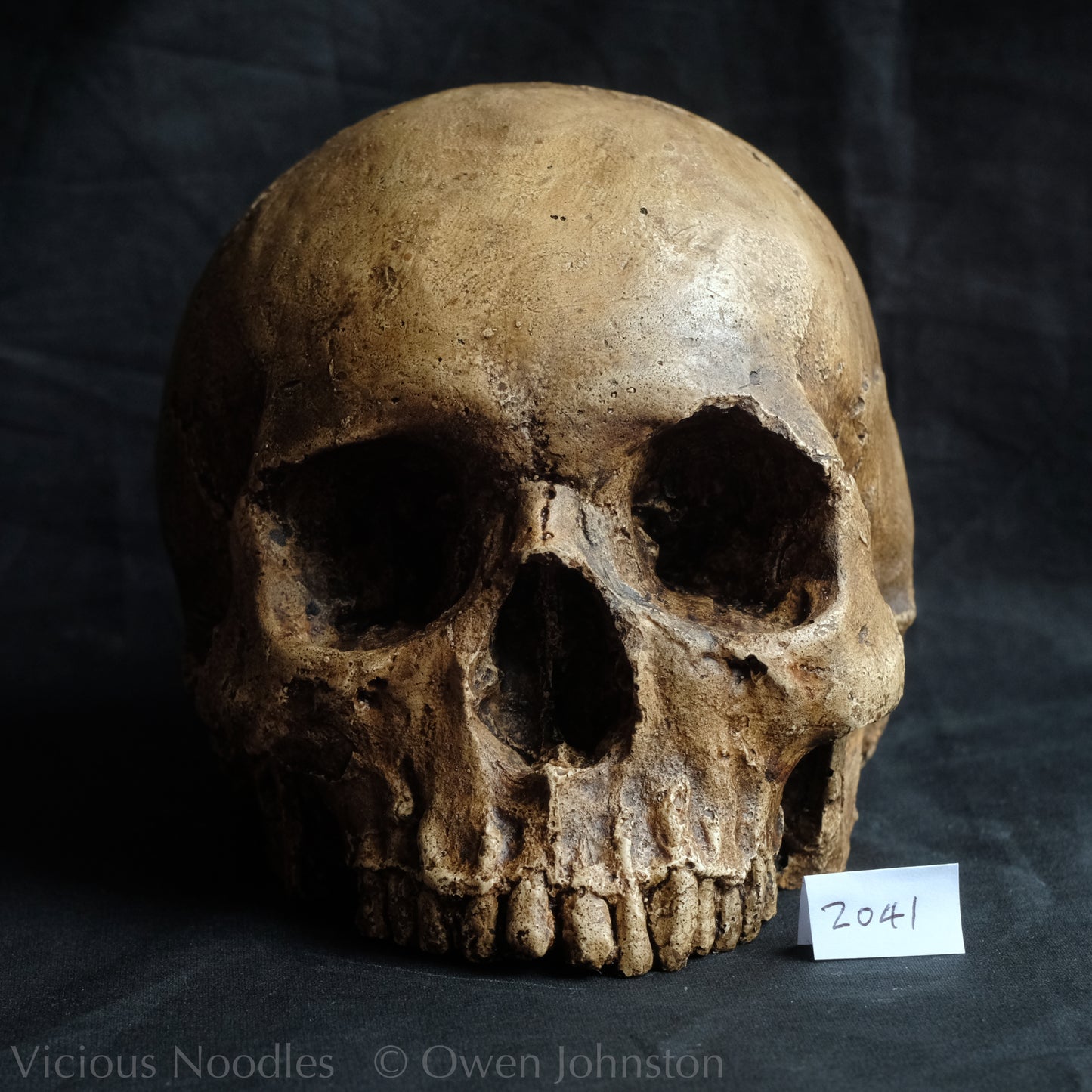 Human skull replica, fossil finish, dark brown