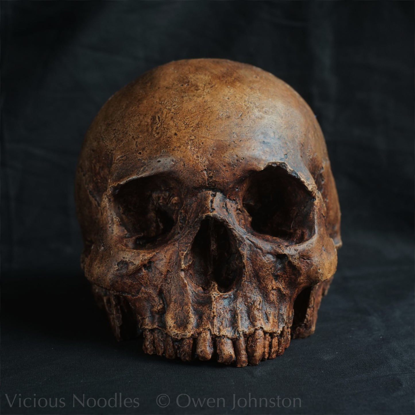 Human skull replica, reddish brown fossil effect