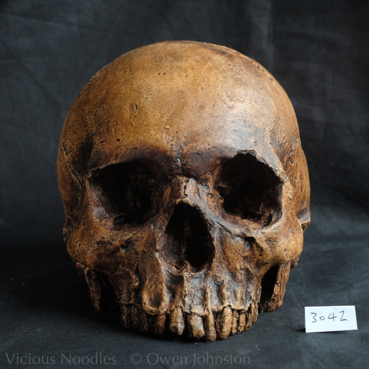 Realistic full size human skull replica without lower jaw painted in reddish and dark browns so as to resemble an ancient fossil.