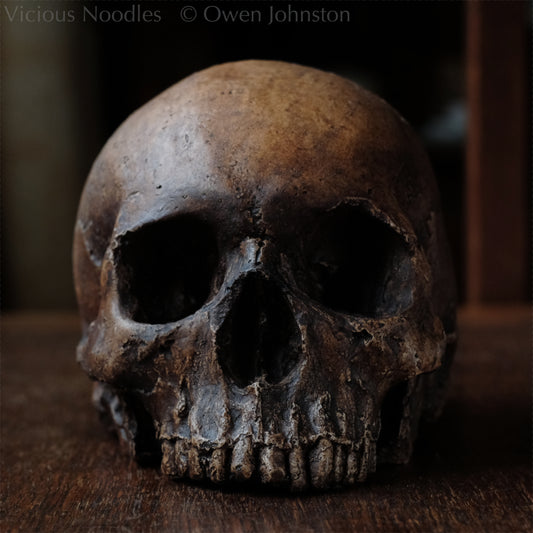Human skull replica, antique fossil finish, reddish brown