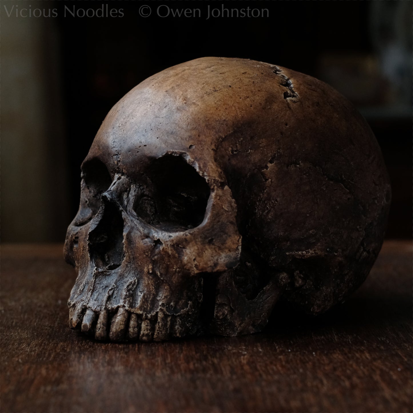 Human skull replica, antique fossil finish, reddish brown