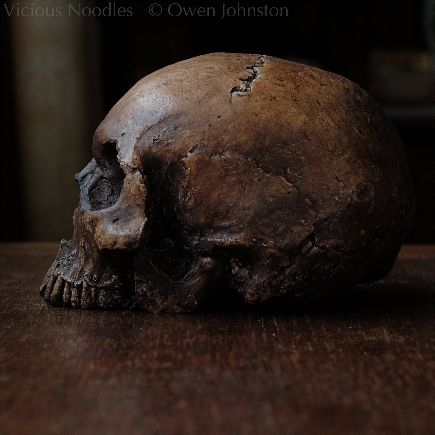 Human skull replica, antique fossil finish, reddish brown