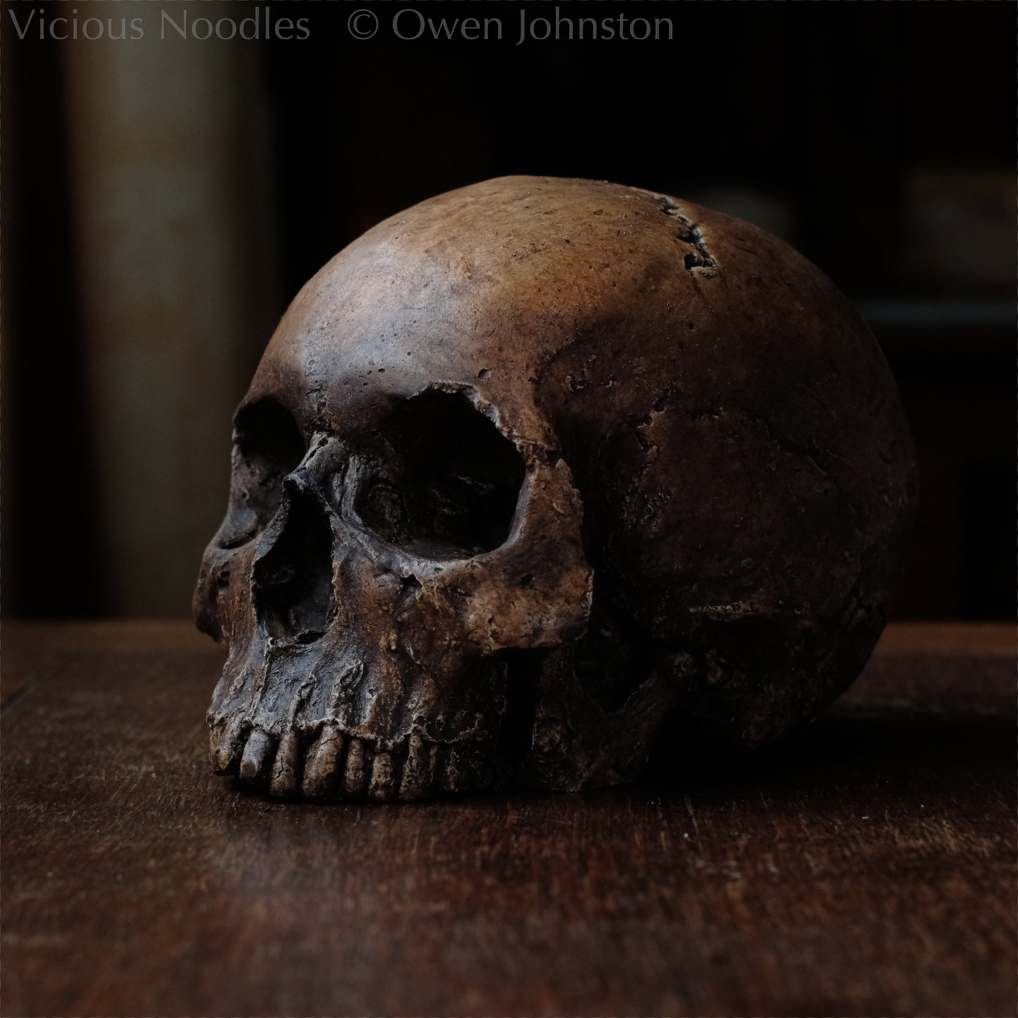 Human skull replica, antique fossil finish, reddish brown