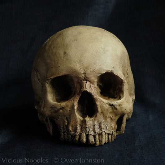 Human skull replica without jaw, life size, warm yellow ivory bone colour with dark weathering, finished with lacquer.
