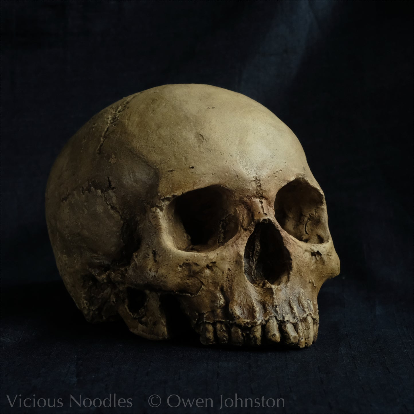 Human skull replica without jaw, life size, warm yellow ivory bone colour with dark weathering, finished with lacquer.
